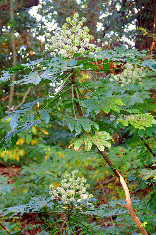 金银花/日本楤木/亮叶纸植物/大叶纸植物